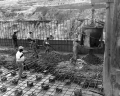 Concrete being poured during construction of the St. Johns Lock for the Cross Florida Barge Canal.