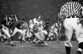 #26 Keith Kinderman running the football during FSU game in Tallahassee against Virginia Tech University.