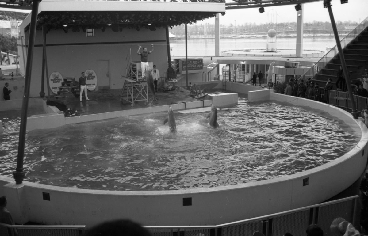 The dolphin show at the New York World's Fair in 1964. The main Florida pavilion is visible in the background.