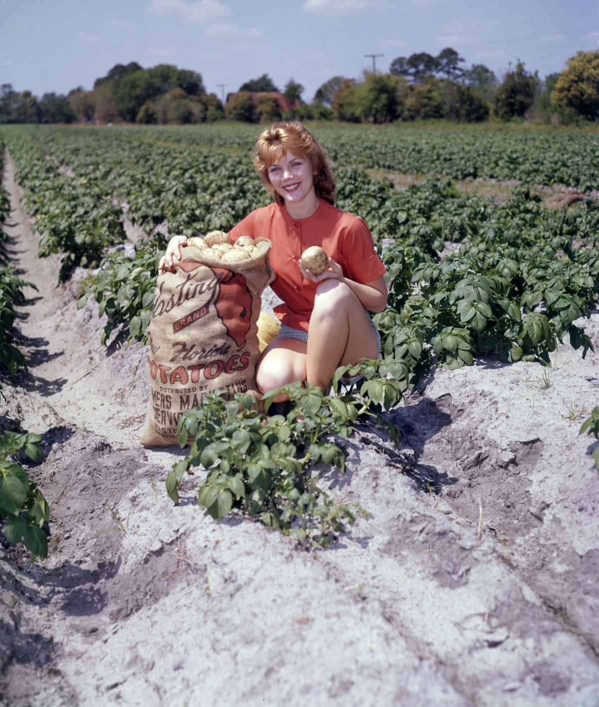 Susan Deen, Florida Potato Queen in 1962, poses in a field in Hastings, just down the road from Spuds, with a sack of Florida potatoes (photo 1962).