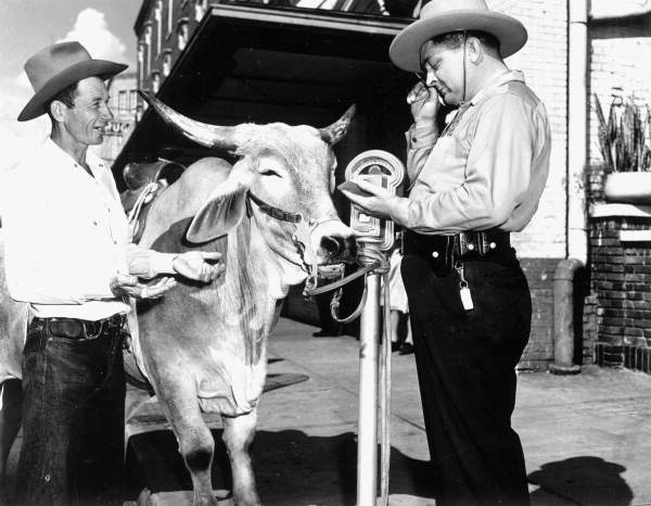 Bob Cobb, a rancher and 30-year rodeo veteran, tries to talk Patrolman H.M. Whitworth out of a ticket for illegally parking his 3-year-old Brahman steer in Ocala (1948).