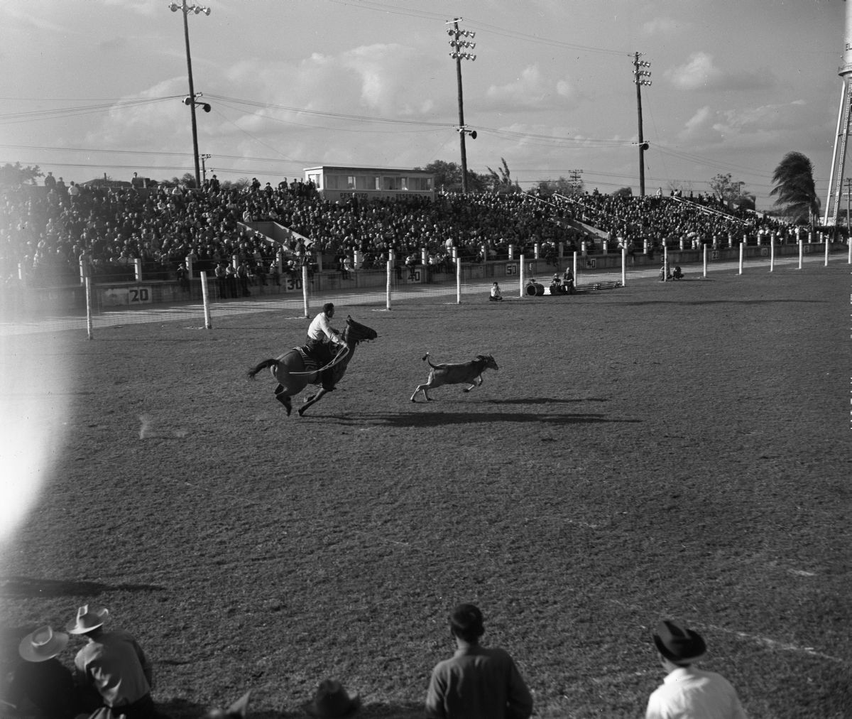 A man prepares to lasso a calf at the rodeo in Lakeland. Capturing cattle to brand and sort them was a vital part of the industry (photo 1950).