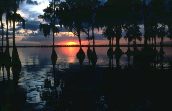 Cypress sentinels watch over Lake Eloise in Polk County at sunset (1980).