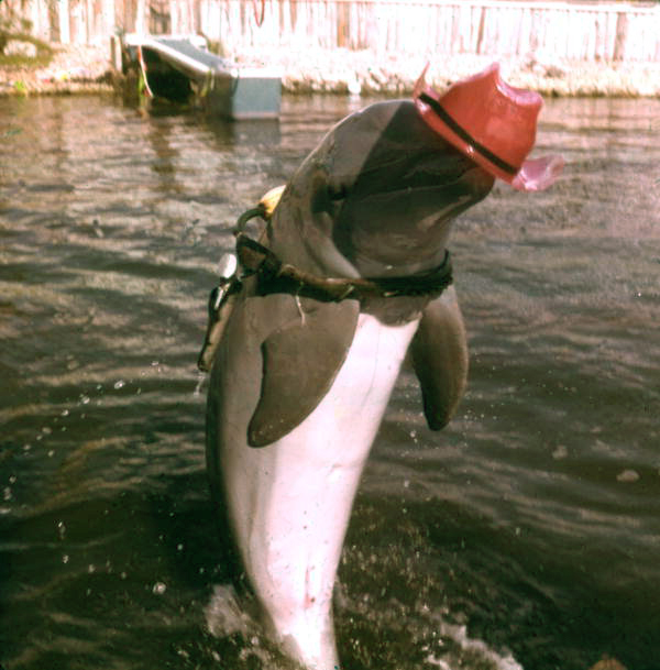 Floridaland's sheriff had a little help from this porpoise, who donned a hat and gun in this stunt (1960s).