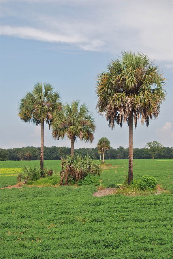 Sabal (or cabbage) palms located in Levy County, Florida. Note that swamp cabbage is typically harvested from the trees when they are much younger, before they develop their rough gray trunks (photo 2010).