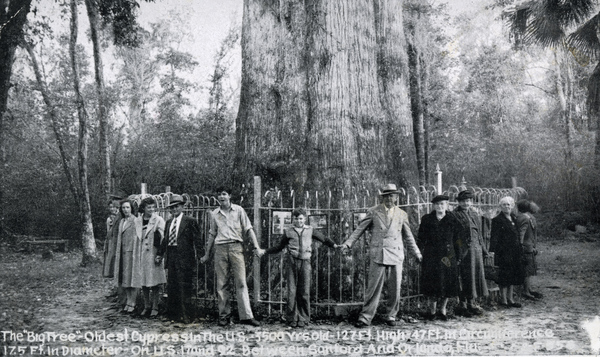 Tourists holding hands around the Senator Tree in Longwood (circa 1930).