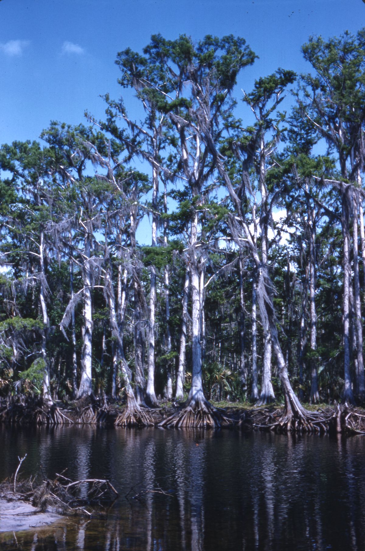 A cypress swamp in Palmdale (1961).