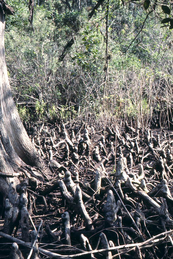 Cypress root system, photographed in Collier County (1978).