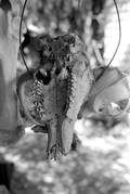 Animal skull at the Cypress Knee Museum - Palmdale, Florida.