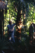 Cabbage palm, used to make swamp cabbage - Tampa, Florida.