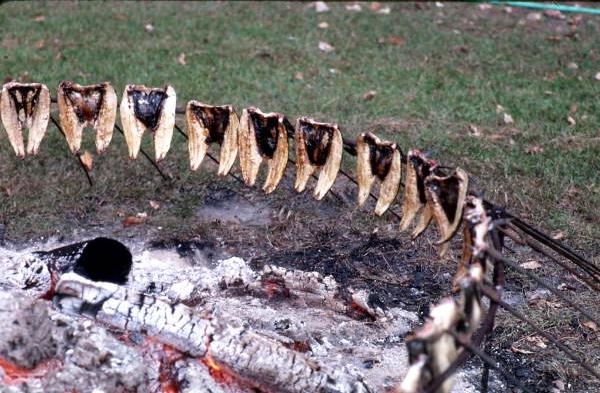 Mullet smoking on iron forks around a fire - Monticello (1982).