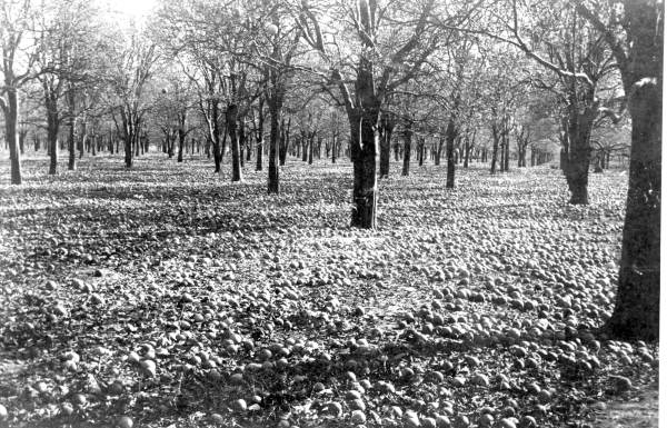 Damage to orange grove, Bartow, 1894