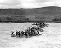 Gaggle of Canada Geese on a lake.