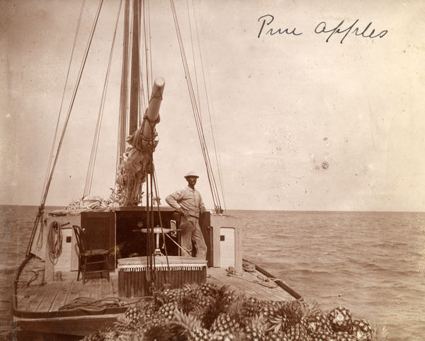 Pineapples being transported on a sailboat.