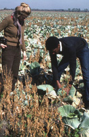 McDonald with cabbage farmer Vince Singleton during fieldwork for the St. Johns River Survey: Hastings, Fla. (1985)