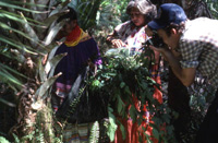 Blanton Owen photographing Agnes Cypress and Susie Billie collecting medicinal plants at Big Cypress Seminole Indian Reservation in 1985.