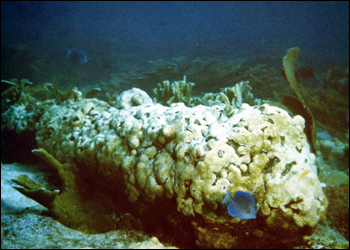 Coral encrusted cannon on the Genovesa wreck site at Pedro Banks in Jamaica (1979)