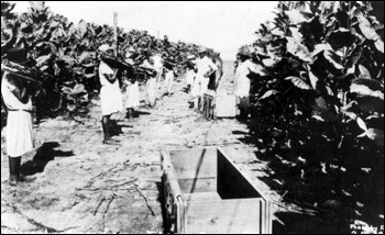 Workers harvesting cigar wrapper tobacco: Quincy, Florida (19--)