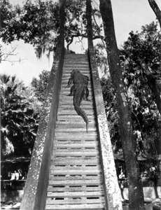 Alligator climbing stairway to sliding board in an alligator farm: St. Augustine, Florida (1948)