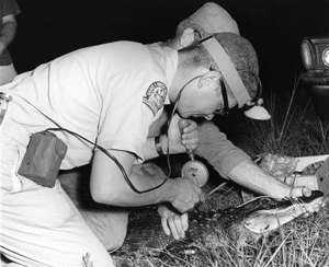 F.K. Jones trapping and tagging alligators (1964)