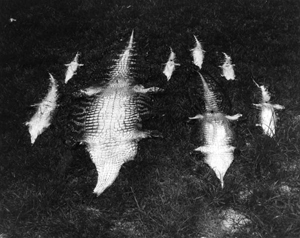 Alligator skins confiscated by the Florida Game and Freshwater Fish Commission (1960s)