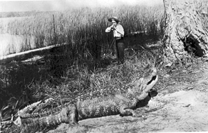 Alligator hunter about to bag a big one (1880s)