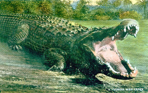 Postcard of alligator: "A Florida man-eater" (19--?)