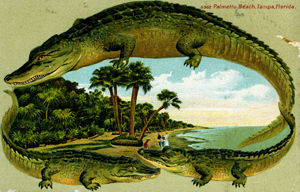 Postcard of Palmetto Beach (in Tampa) featuring an alligator (1900s)