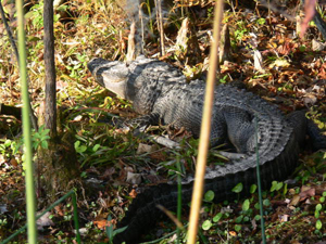 lligator at the Edward Ball Wakulla Springs State Park (2007)