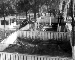 Visitors at the Tampa Alligator Farm: Tampa, Florida (1917)