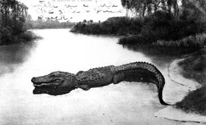 A Florida postcard featuring an alligator (1909)