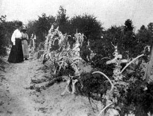 Aunt Aggie's bone yard: Lake City, Florida (ca.1915)