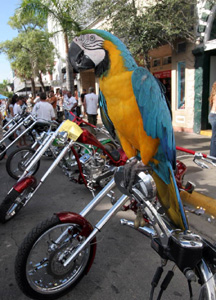 Guard macaw at Key West 2006 Poker Run