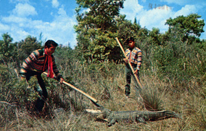 Seminoles hunting alligators