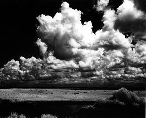 Cattle grazing in the Everglades (1960s)