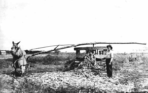 Farmer and mule grinding cane (1916?)