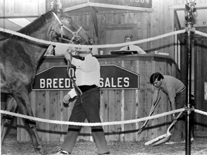 State Senator Bob Graham during workday as a "Pooper scooper" for Ocala Breeders Sales: Ocala, Florida (1977)