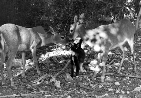 Key Deer licking a cat: No Name Key, Florida (1982)