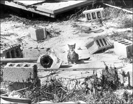 Cat in middle of debris from Hurricane Donna: Marathon, Florida (1960)