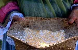 Lottie Shore holding hand ground corn: Brighton Seminole Indian (1989)