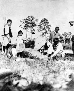 Seminole family butchering a manatee for food (c. early 1900s)