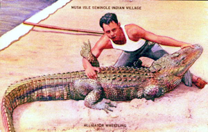 Example of Seminole alligator wrestling (1930s)