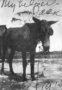 George Morikami's mule: Yamato, Florida (1915)