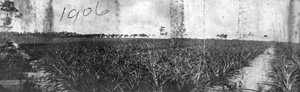 Pineapple fields at Yamato (1906)