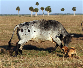 Working cow-dog. Okeechobee, January 2008.