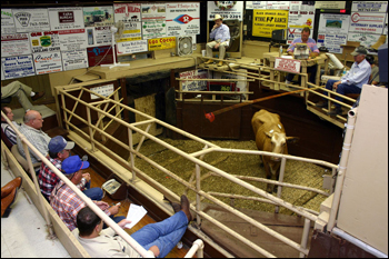 Okeechobee Livestock Market