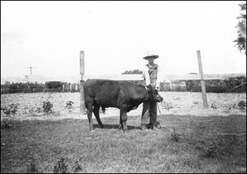 Jackson boy with a shorthorn calf (1919)