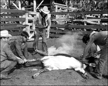 Seminole Indian cowboys marking and branding a calf in the corral during round-up: Brighton Reservation, Florida (1950)