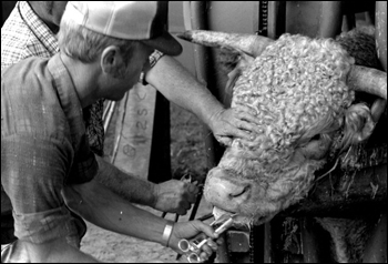 Roger McGee injecting a cow with a worming agent and putting in an anti-fly at Buck Island Ranch: Lake Placid, Florida (1984)