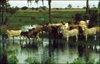 Cattle crossing stream at the Brighton Indian Reservation